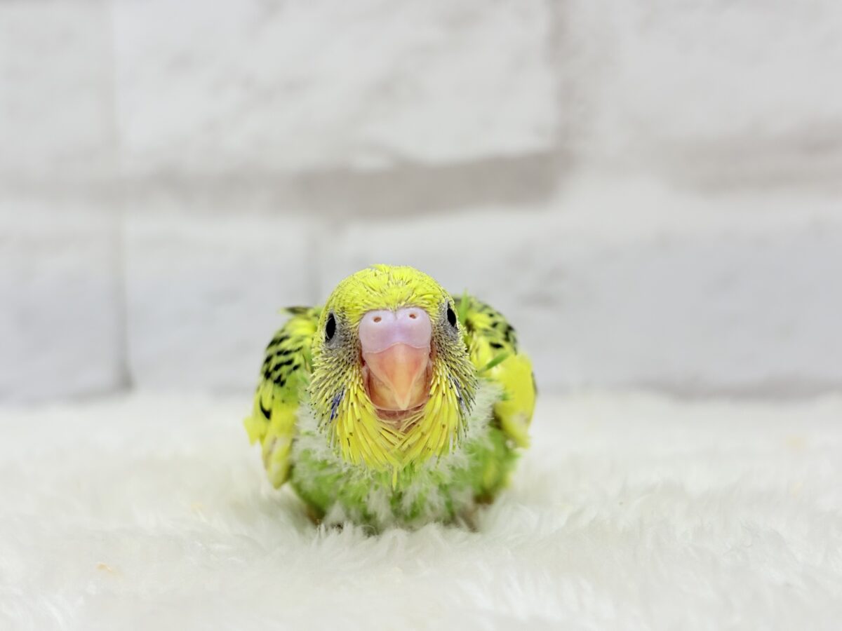 セキセイインコ
