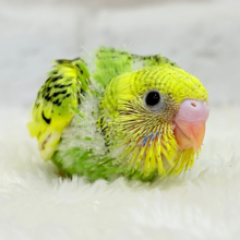 ビタミンカラーのお花が咲いた🐣🌼セキセイインコ(パイド) ヒナ