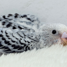 おめめきゅるんっ♡未来が楽しみ🪅セキセイインコ(グレーオパーリン) ヒナ