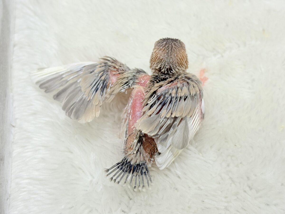 パステル文鳥