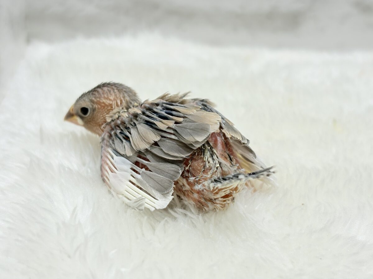 パステル文鳥