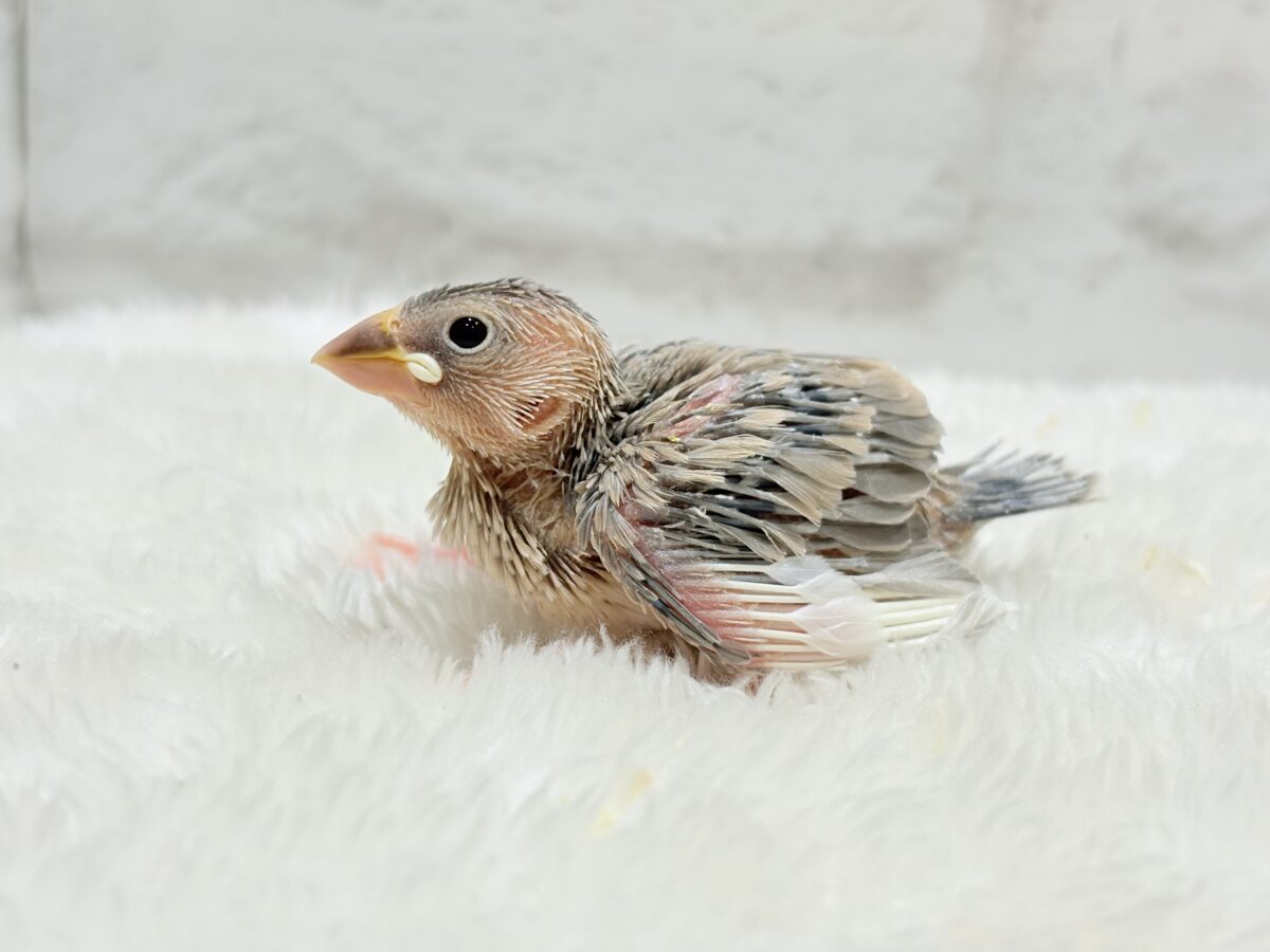 パステル文鳥