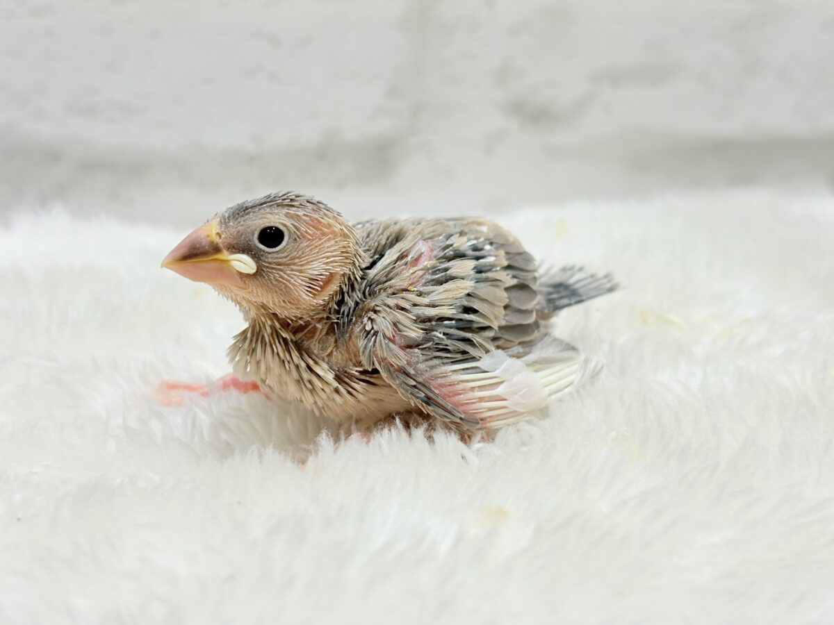 パステル文鳥