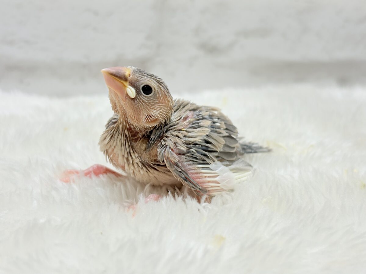 パステル文鳥