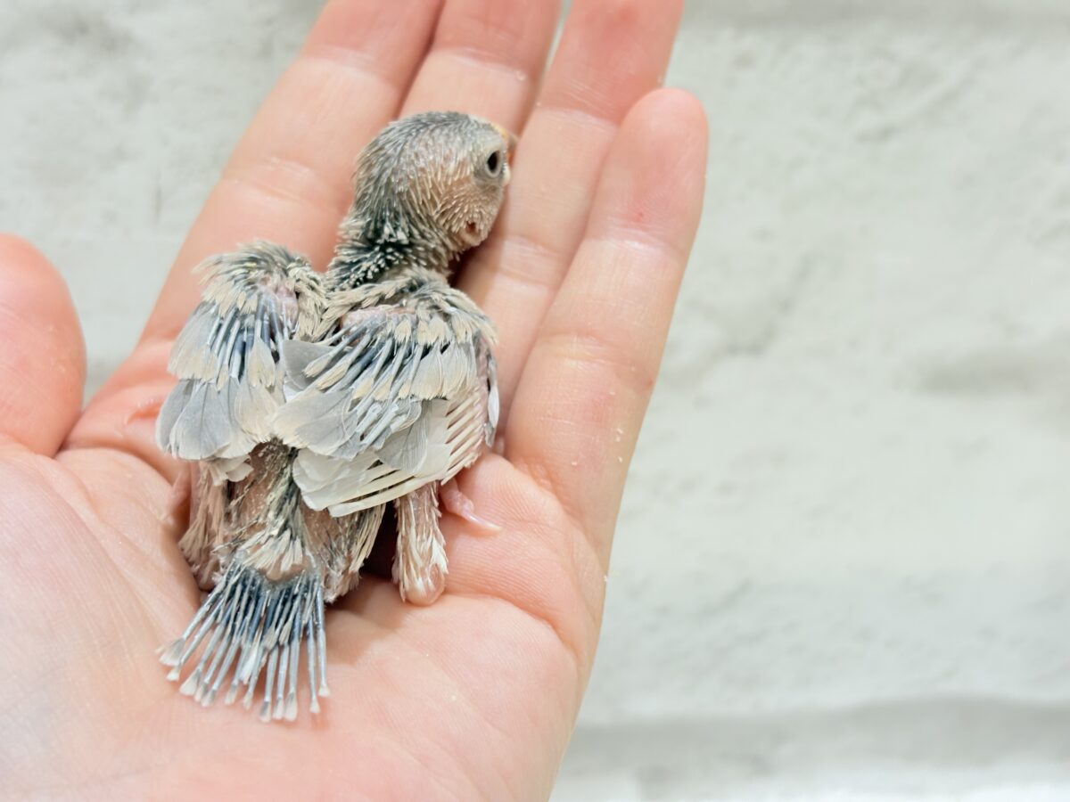 パステル文鳥