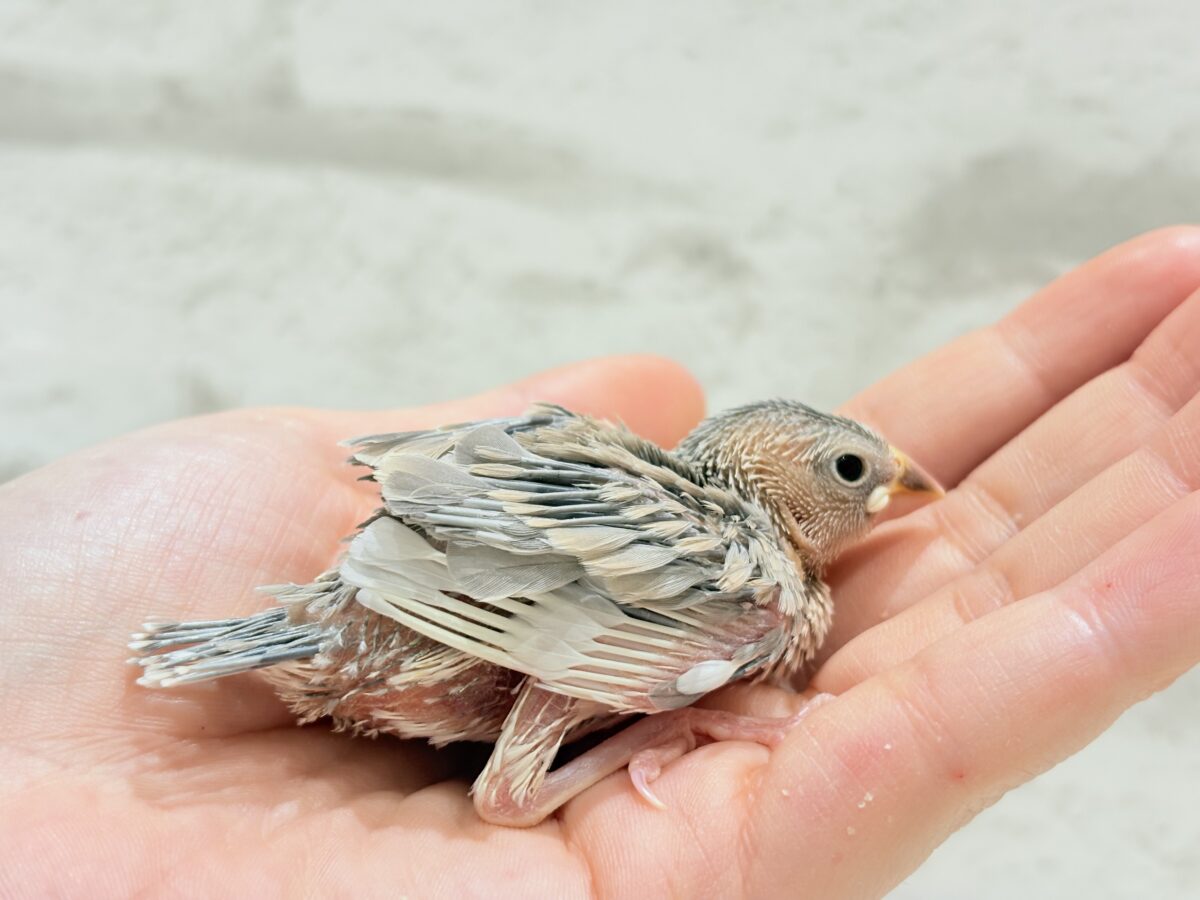 パステル文鳥