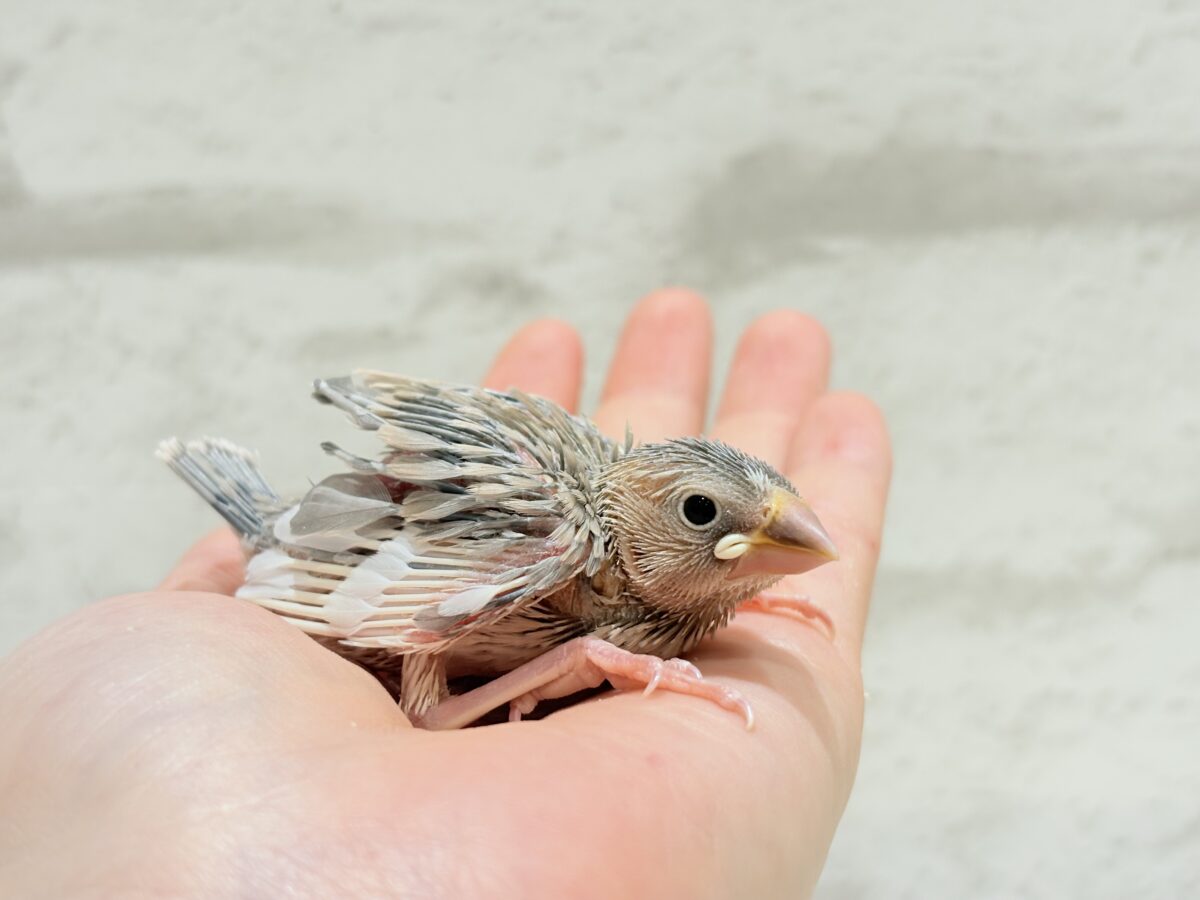 パステル文鳥