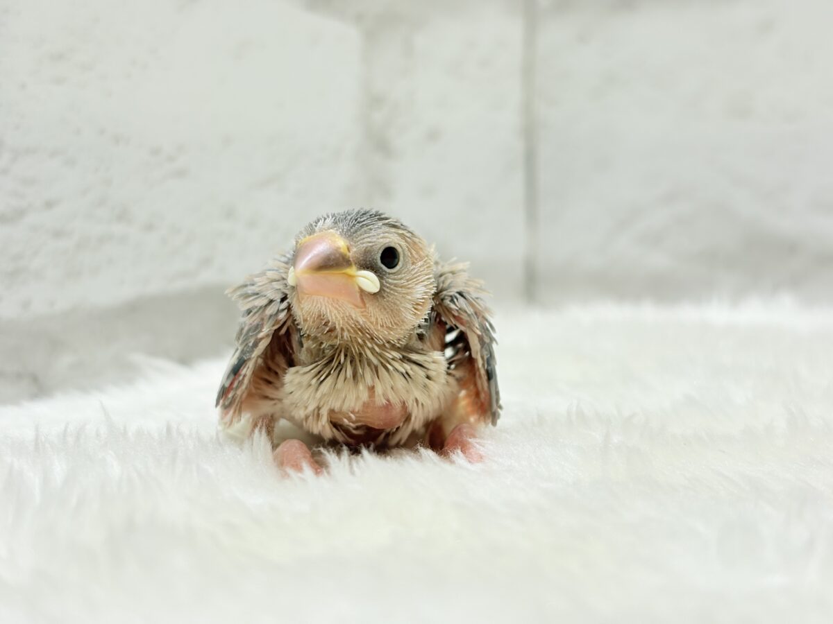 パステル文鳥