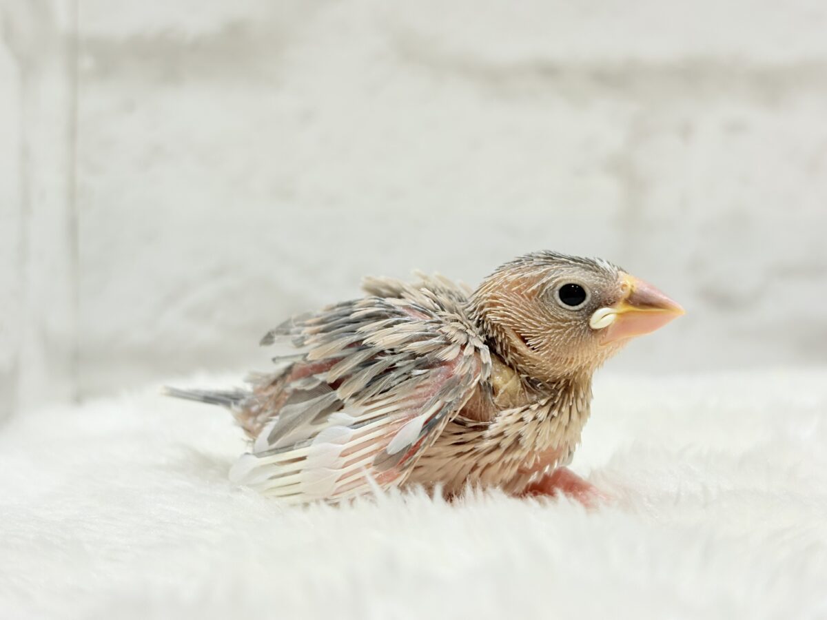 パステル文鳥