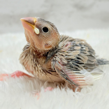 目に映る世界、見てみたい🐣🌏パステル文鳥 ヒナ