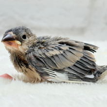 風切羽にひと癖あるよ🪶🫧桜文鳥 ヒナ