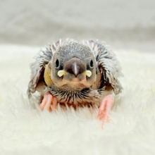 高級感ある羽色が魅力🐣🩶シルバー文鳥 ヒナ