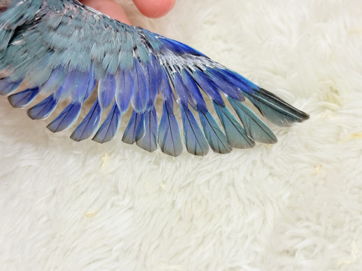 マメルリハ