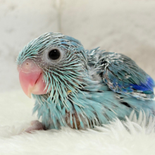 美形怪獣に魅了されるゾ🐣💙マメルリハ(ブルー)男の子 ヒナ