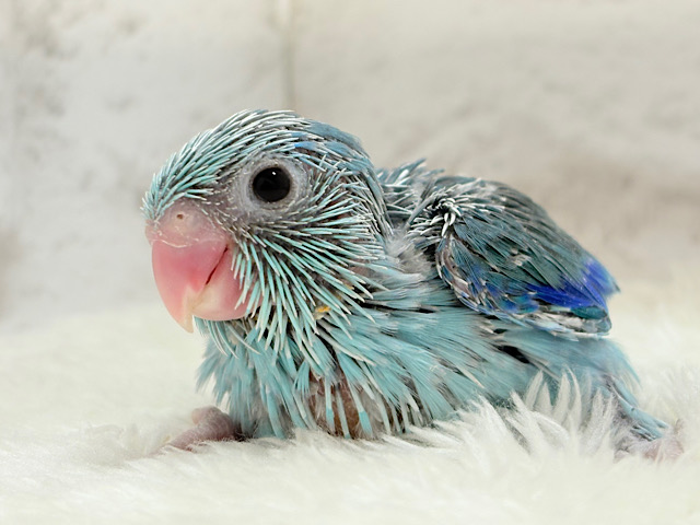 美形怪獣に魅了されるゾ🐣💙マメルリハ(ブルー)男の子 ヒナ