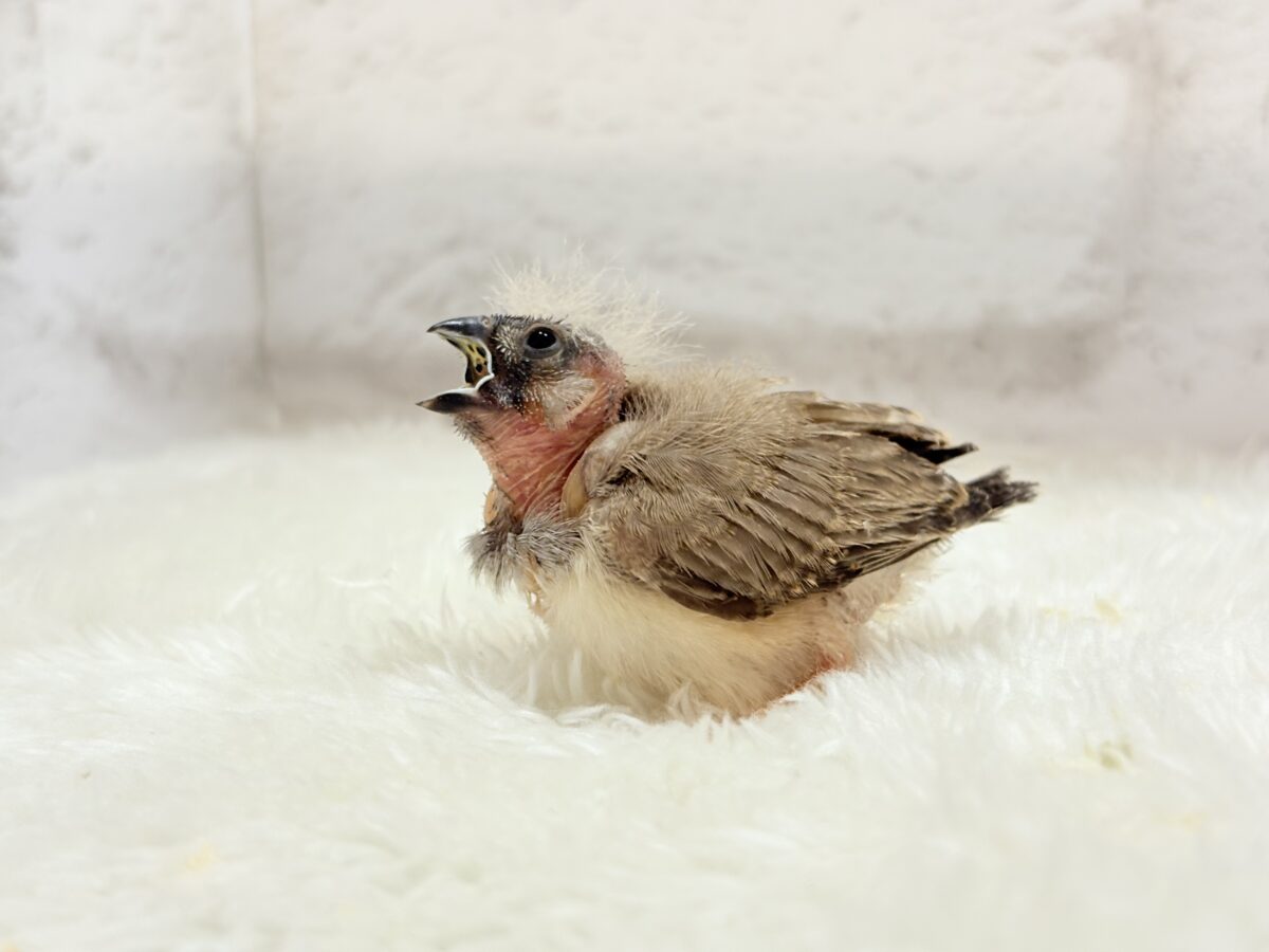 【最新画像更新🪄もうすぐひとり餌☆】わた毛ファッサー🐣🪶ジャンボキンカチョウ ヒナ ジャンボキンカチョウ