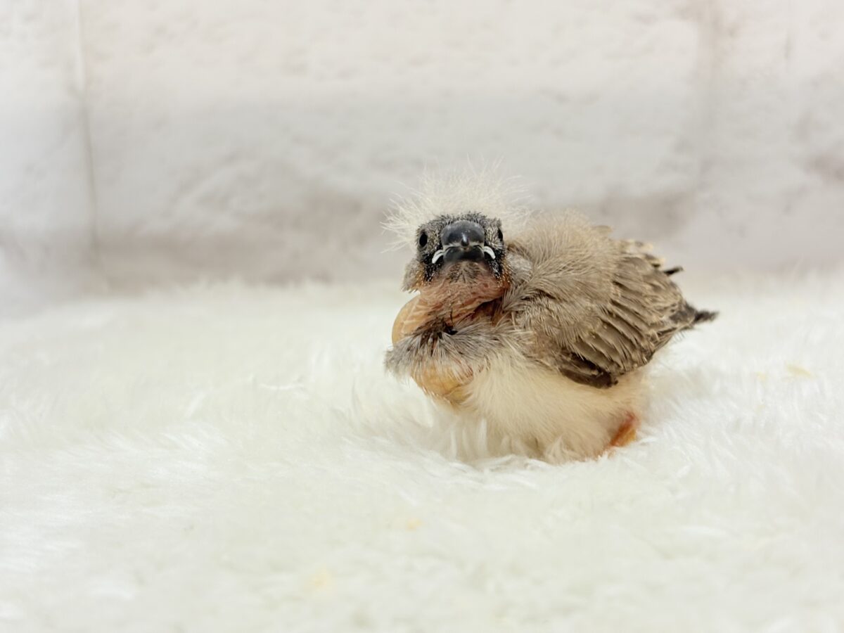 【最新画像更新🪄もうすぐひとり餌☆】わた毛ファッサー🐣🪶ジャンボキンカチョウ ヒナ ジャンボキンカチョウ