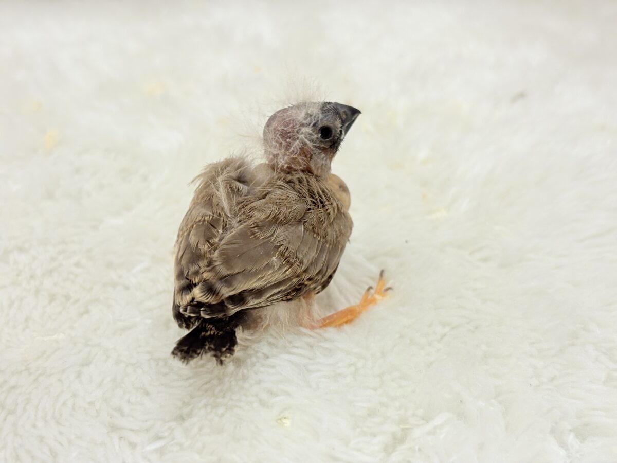 【最新画像更新🪄もうすぐひとり餌☆】わた毛ファッサー🐣🪶ジャンボキンカチョウ ヒナ ジャンボキンカチョウ