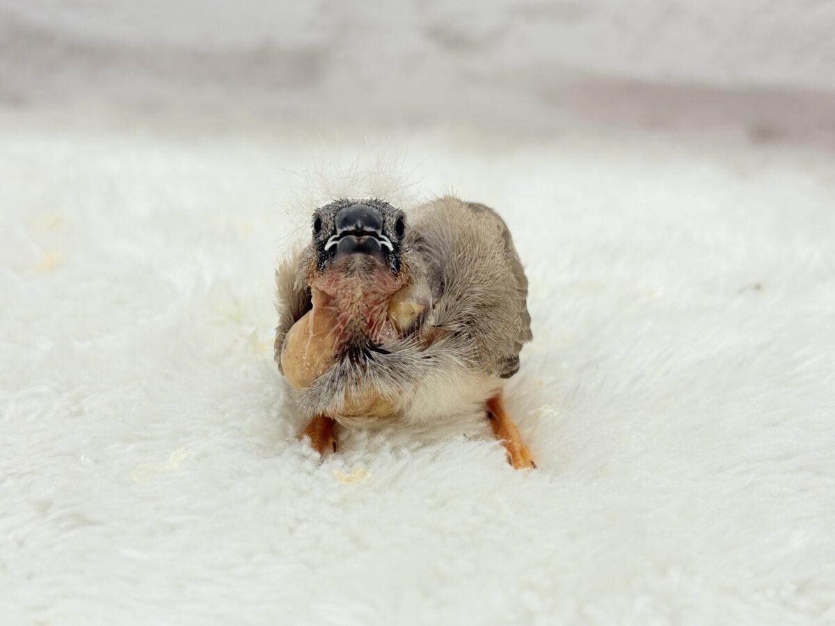 ジャンボキンカチョウ