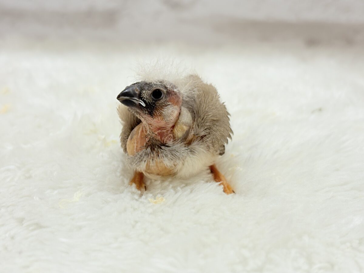 【最新画像更新🪄もうすぐひとり餌☆】わた毛ファッサー🐣🪶ジャンボキンカチョウ ヒナ ジャンボキンカチョウ
