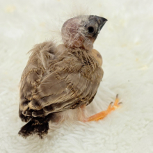 わた毛ファッサー🐣🪶ジャンボキンカチョウ ヒナ