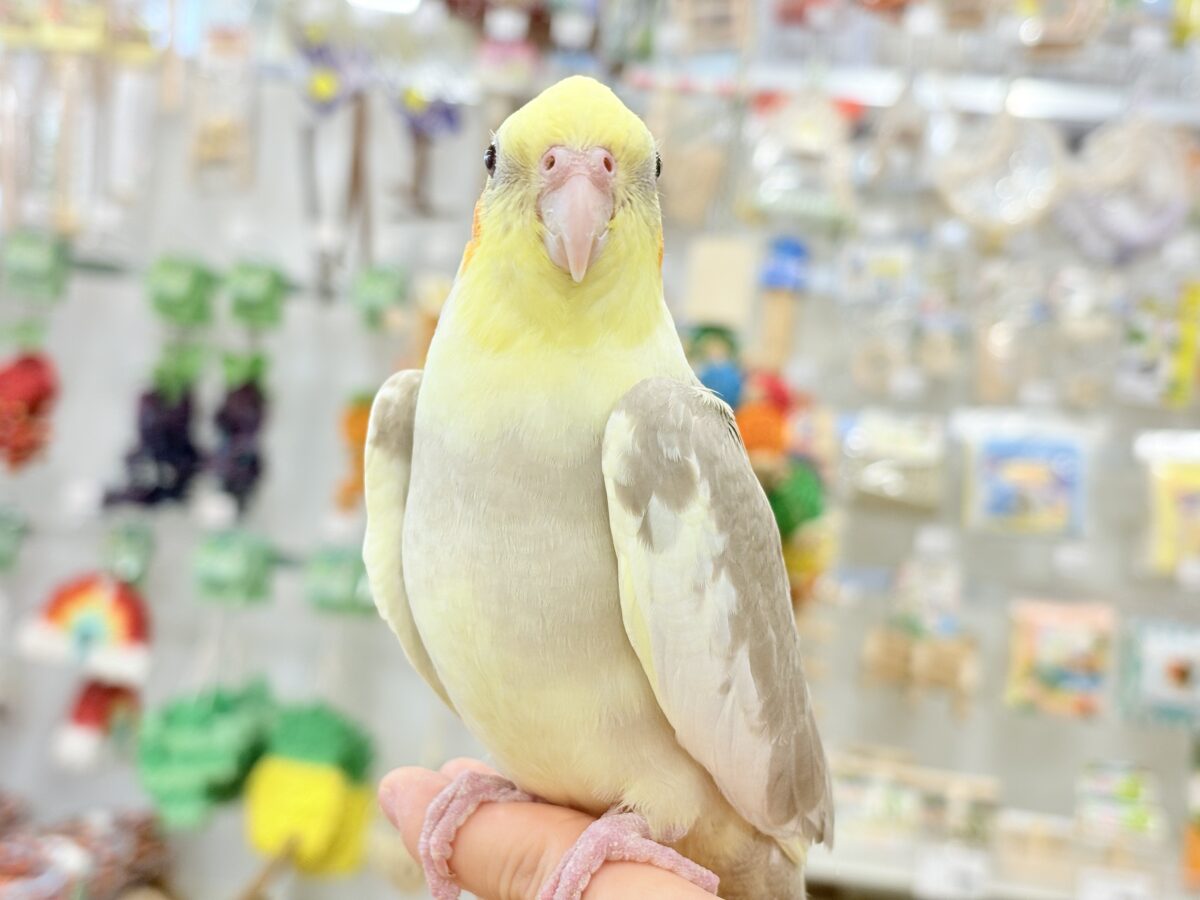 オカメインコ