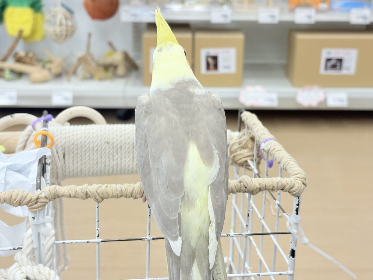 お顔とカラーに癒される🐥🫧オカメインコ(シナモンパイド) オカメインコ