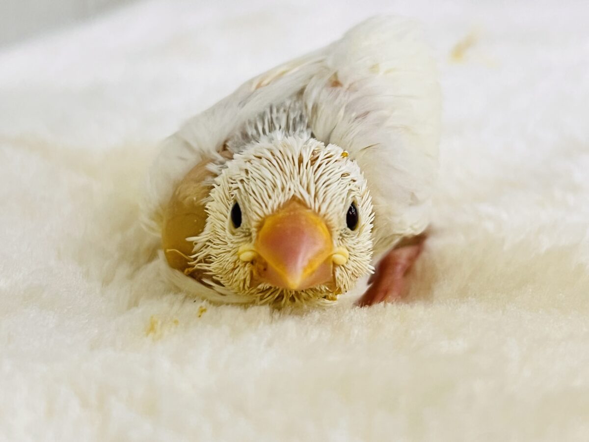 あどけないよ♡白文鳥の雛入舎しました🎶