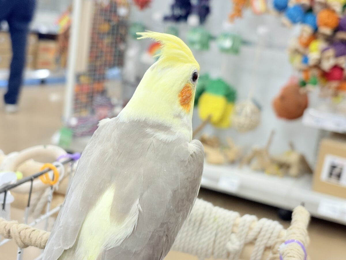 オカメインコ