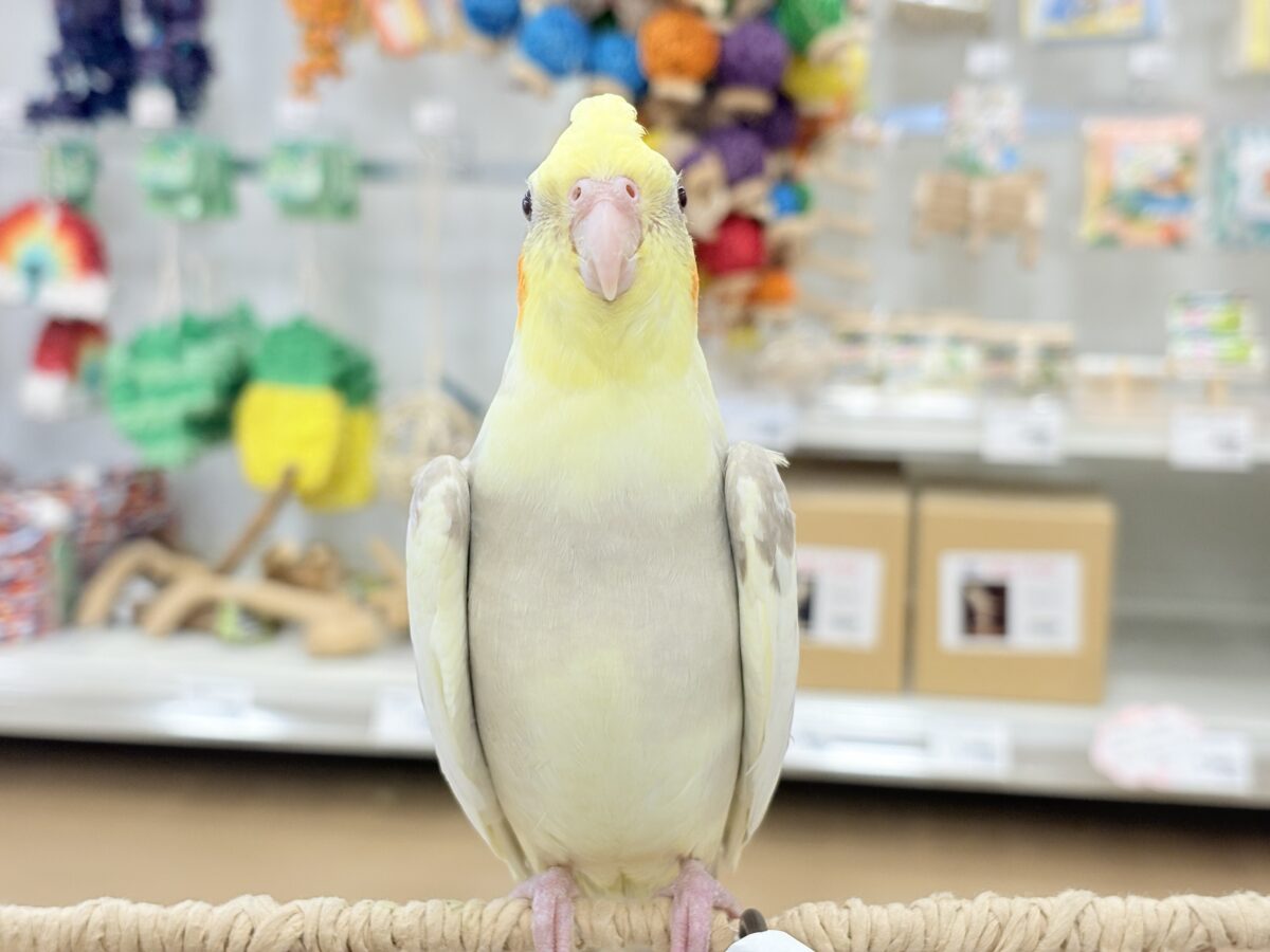 オカメインコ