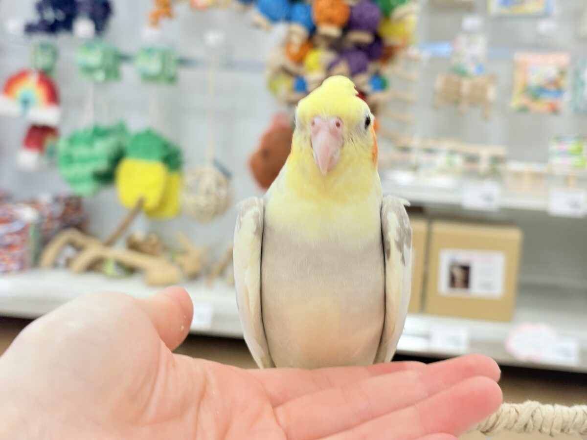 オカメインコ