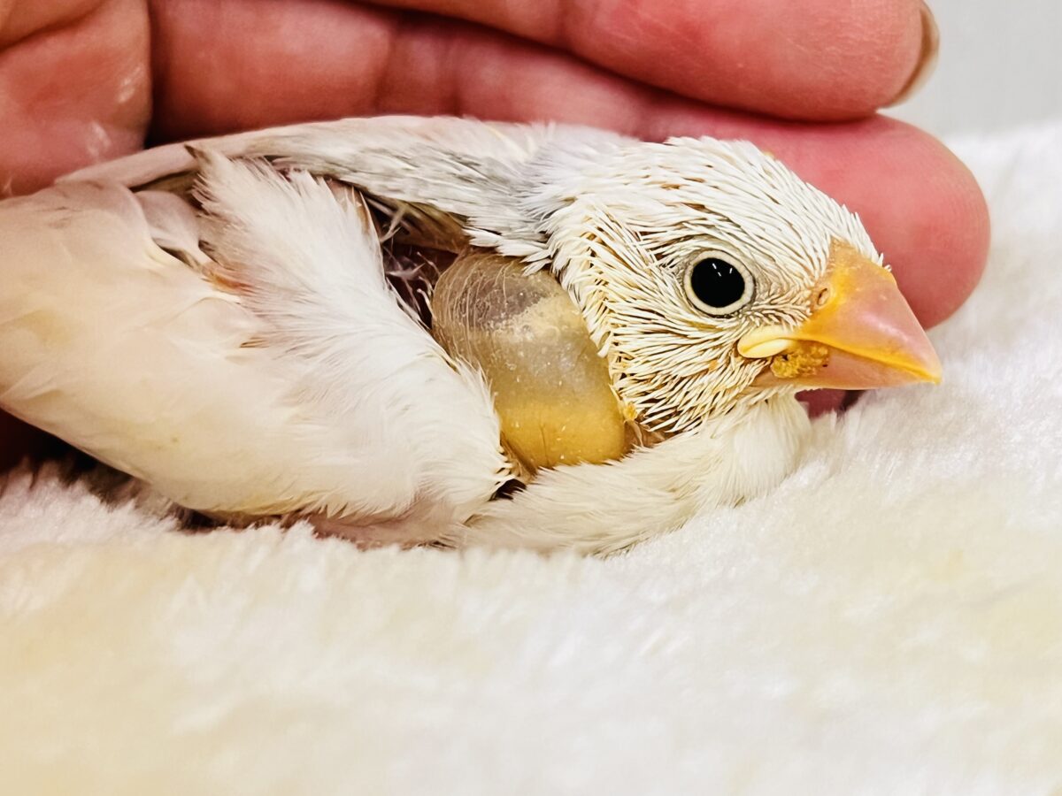 白文鳥