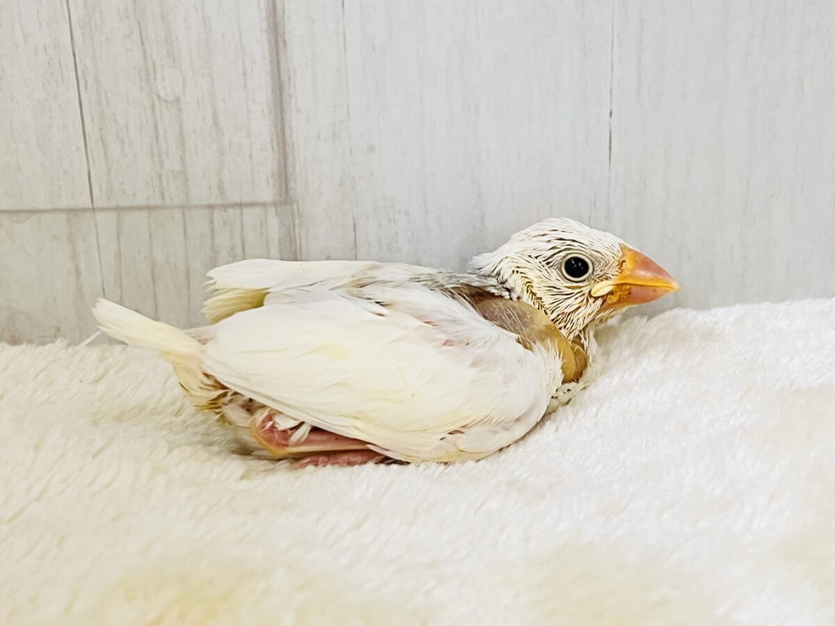 白文鳥