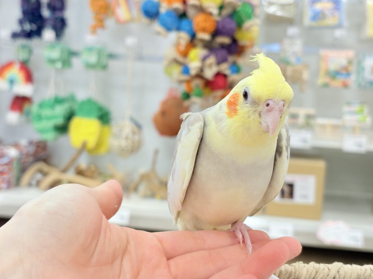 オカメインコ