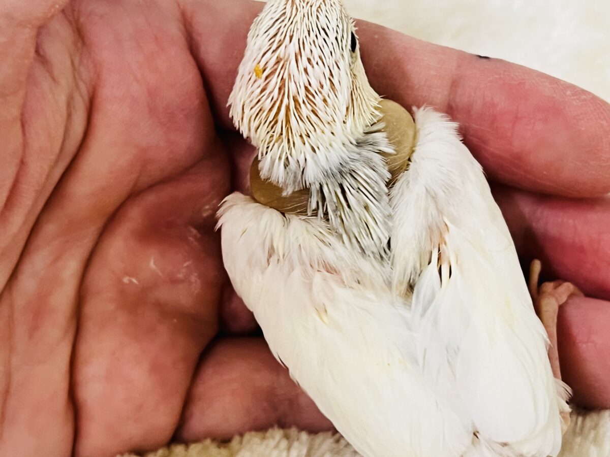 白文鳥