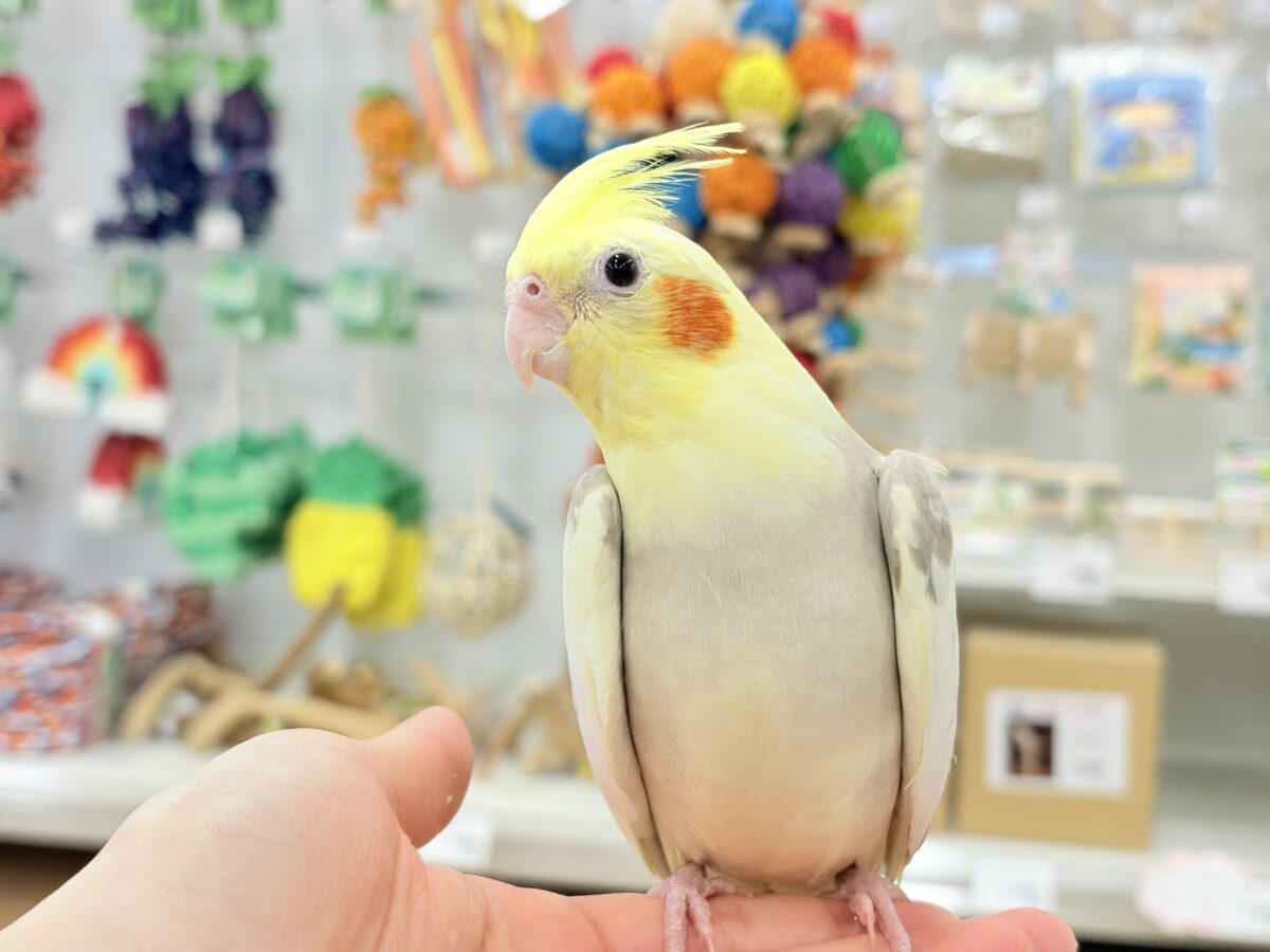 お顔とカラーに癒される🐥🫧オカメインコ(シナモンパイド) オカメインコ