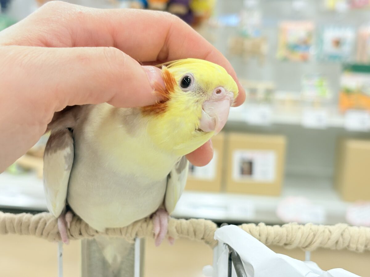 お顔とカラーに癒される🐥🫧オカメインコ(シナモンパイド) オカメインコ