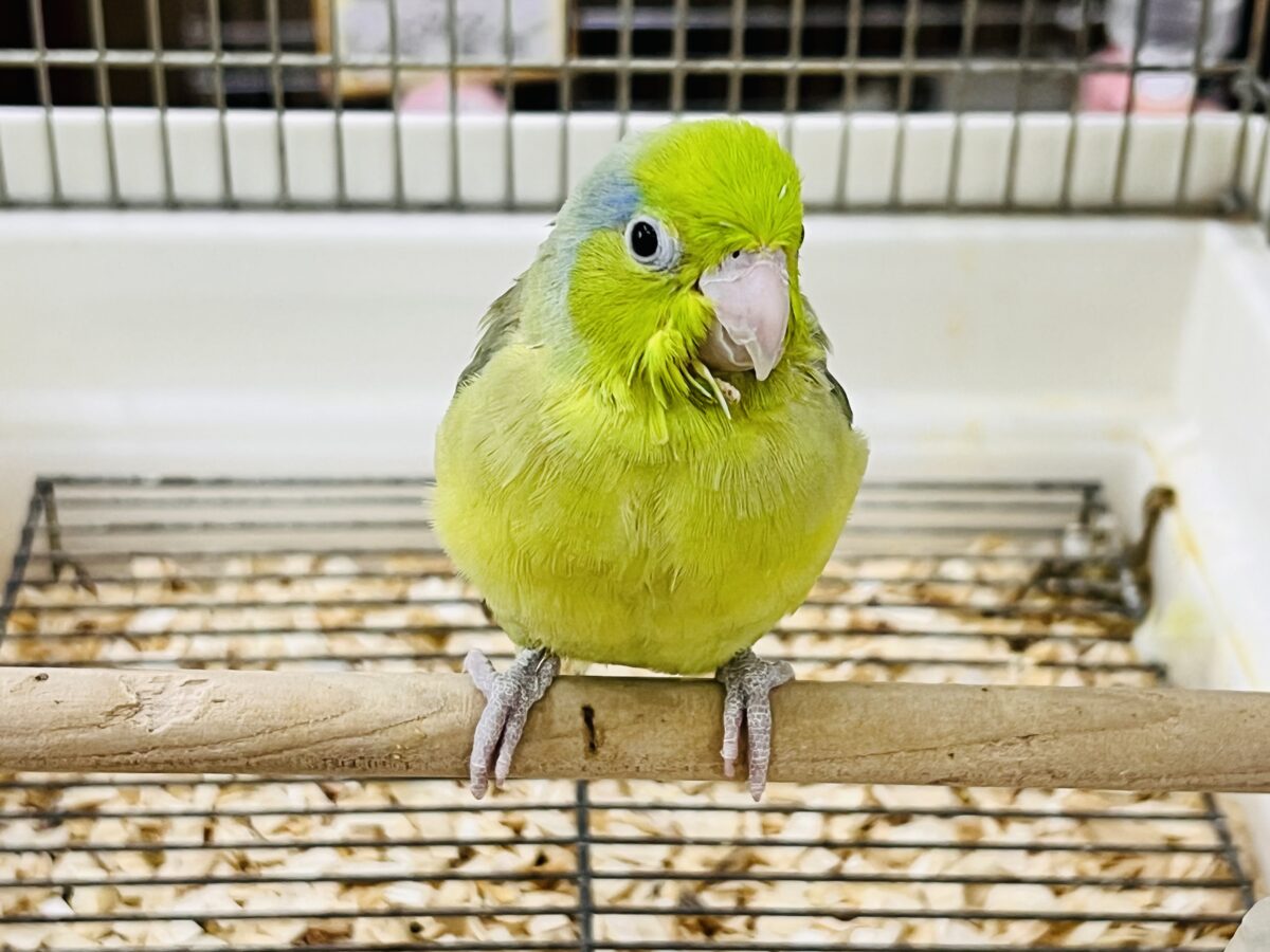 マメルリハ
