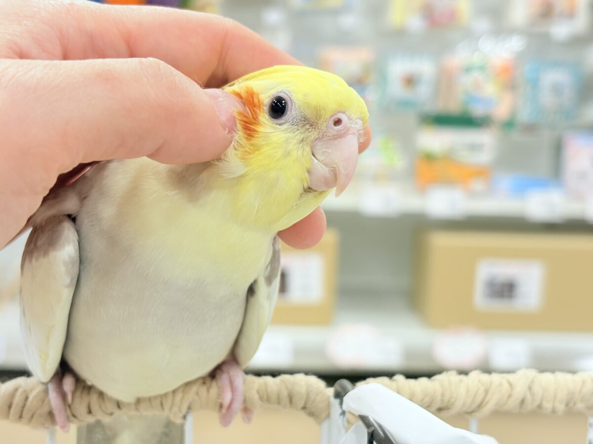オカメインコ