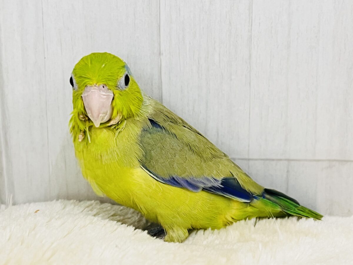 マメルリハ