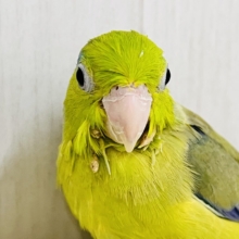 画像更新☆グリーンハート💚ｶﾞｵｶﾞｵ☆マメルリハ（グリーンパイド）の男の子‼︎