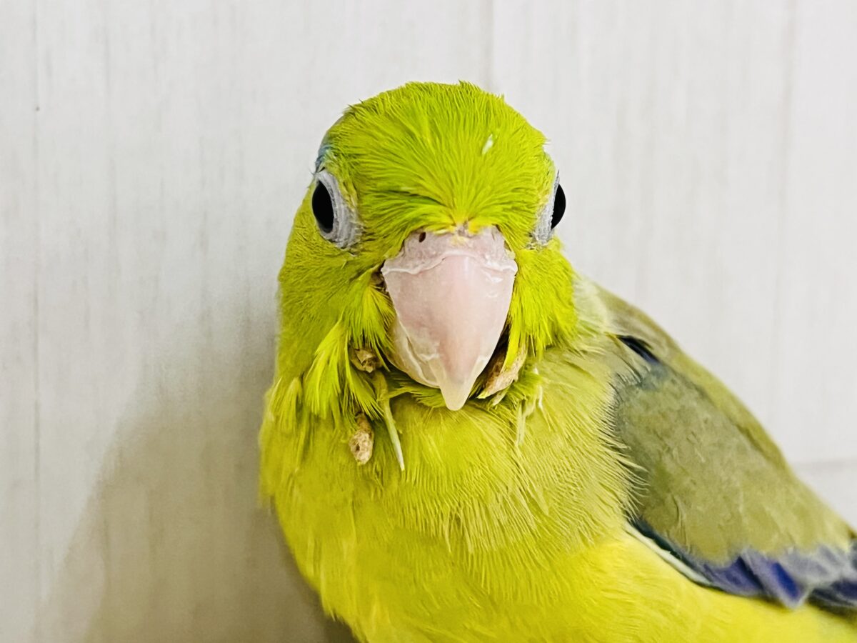 画像更新☆グリーンハート💚ｶﾞｵｶﾞｵ☆マメルリハ（グリーンパイド）の男の子‼︎