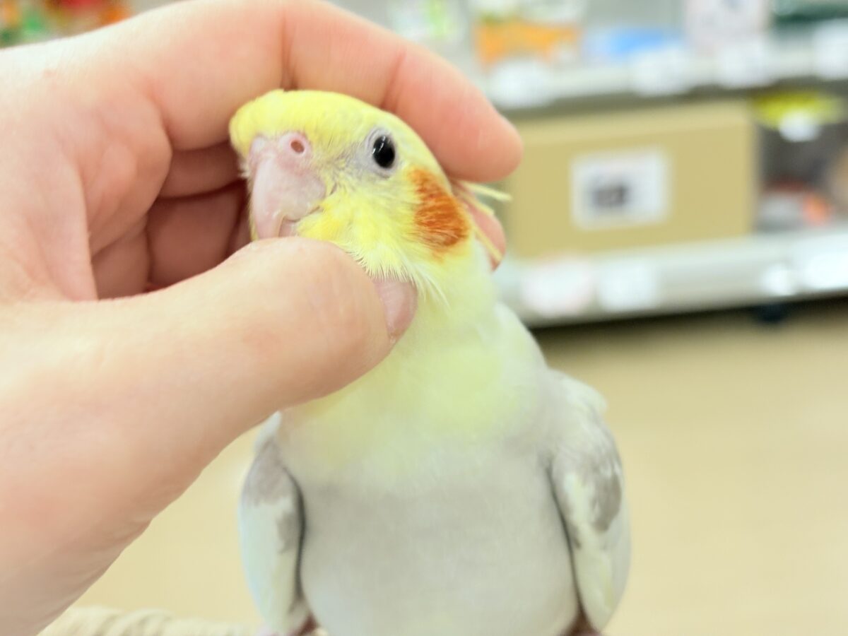オカメインコ