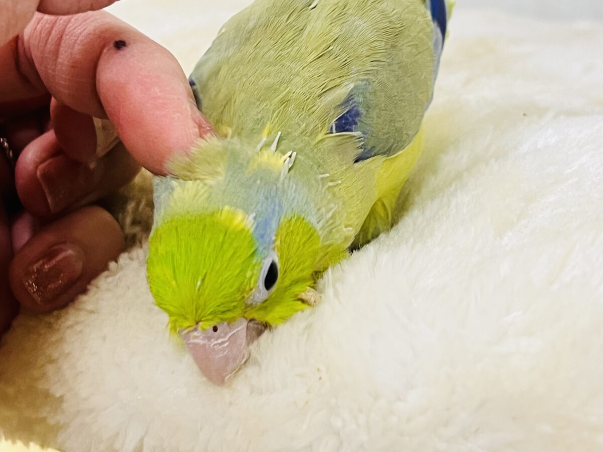 マメルリハ