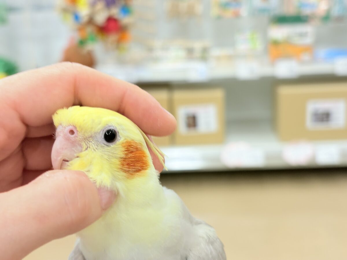 オカメインコ