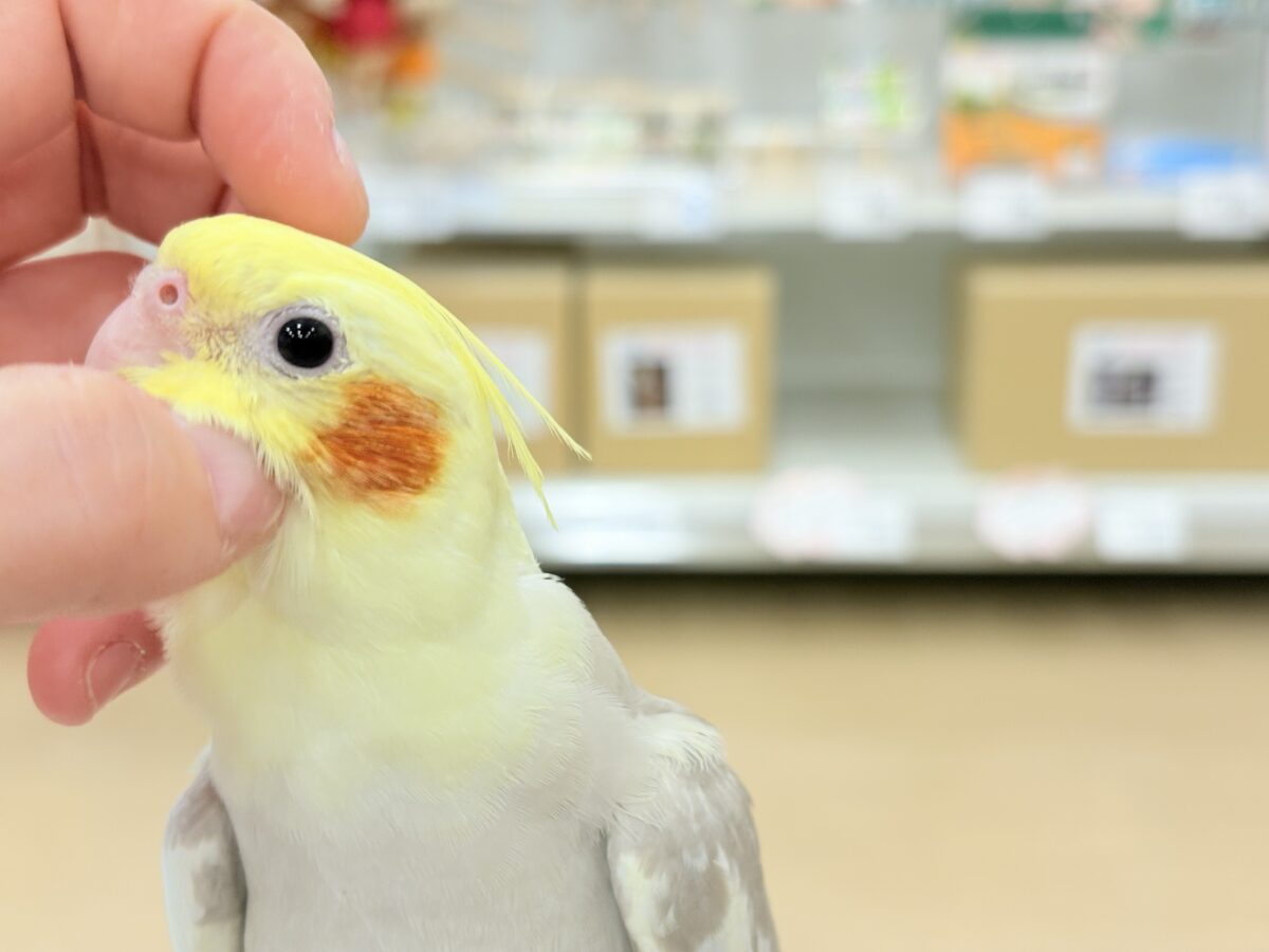 お顔とカラーに癒される🐥🫧オカメインコ(シナモンパイド) オカメインコ