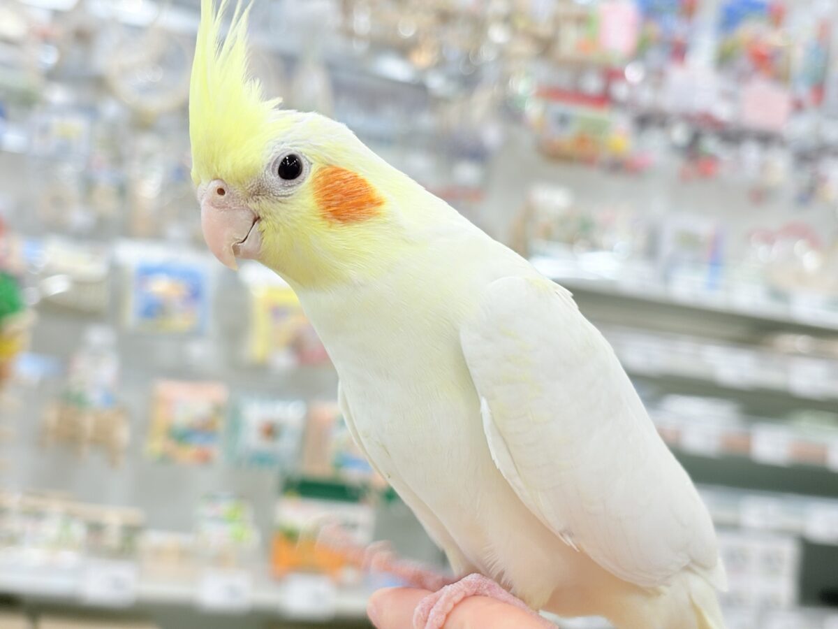 オカメインコ