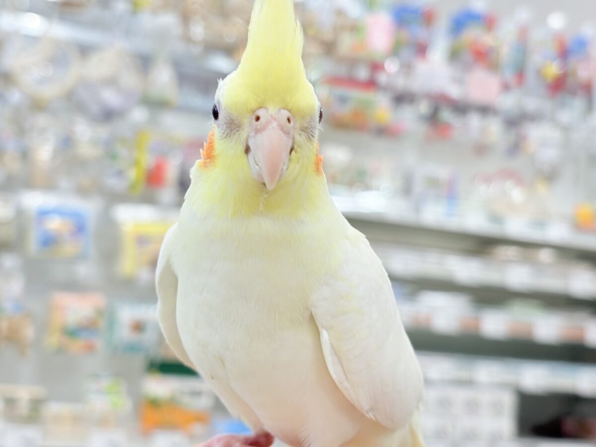 オカメインコ