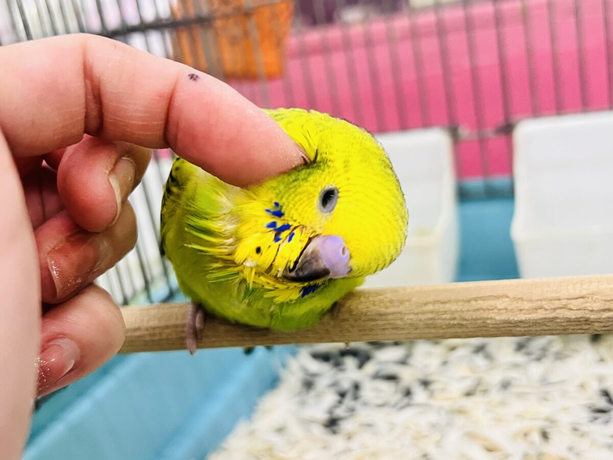 セキセイインコ