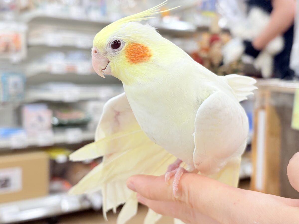 オカメインコ